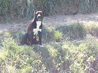 cane corso rustico